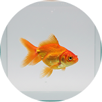 Orange goldfish swimming inside a clear glass container | Hemmat Law Group
