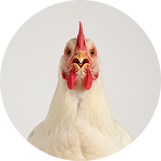 White chicken portrait shown against a neutral circular background | Hemmat Law Group